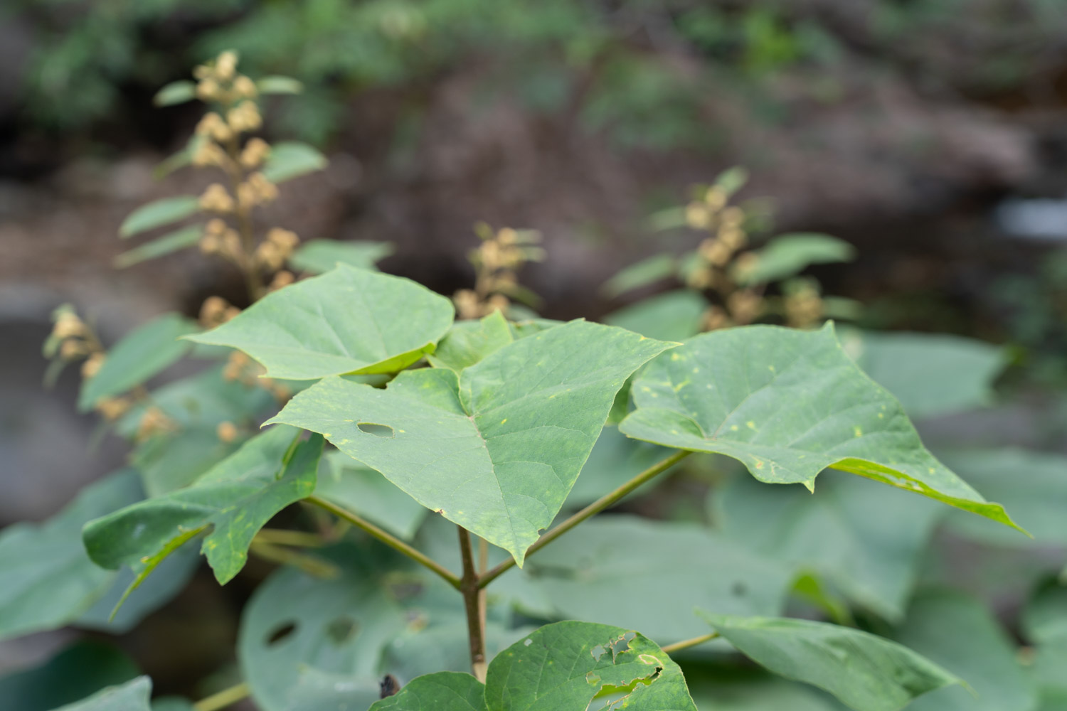 Paulownia