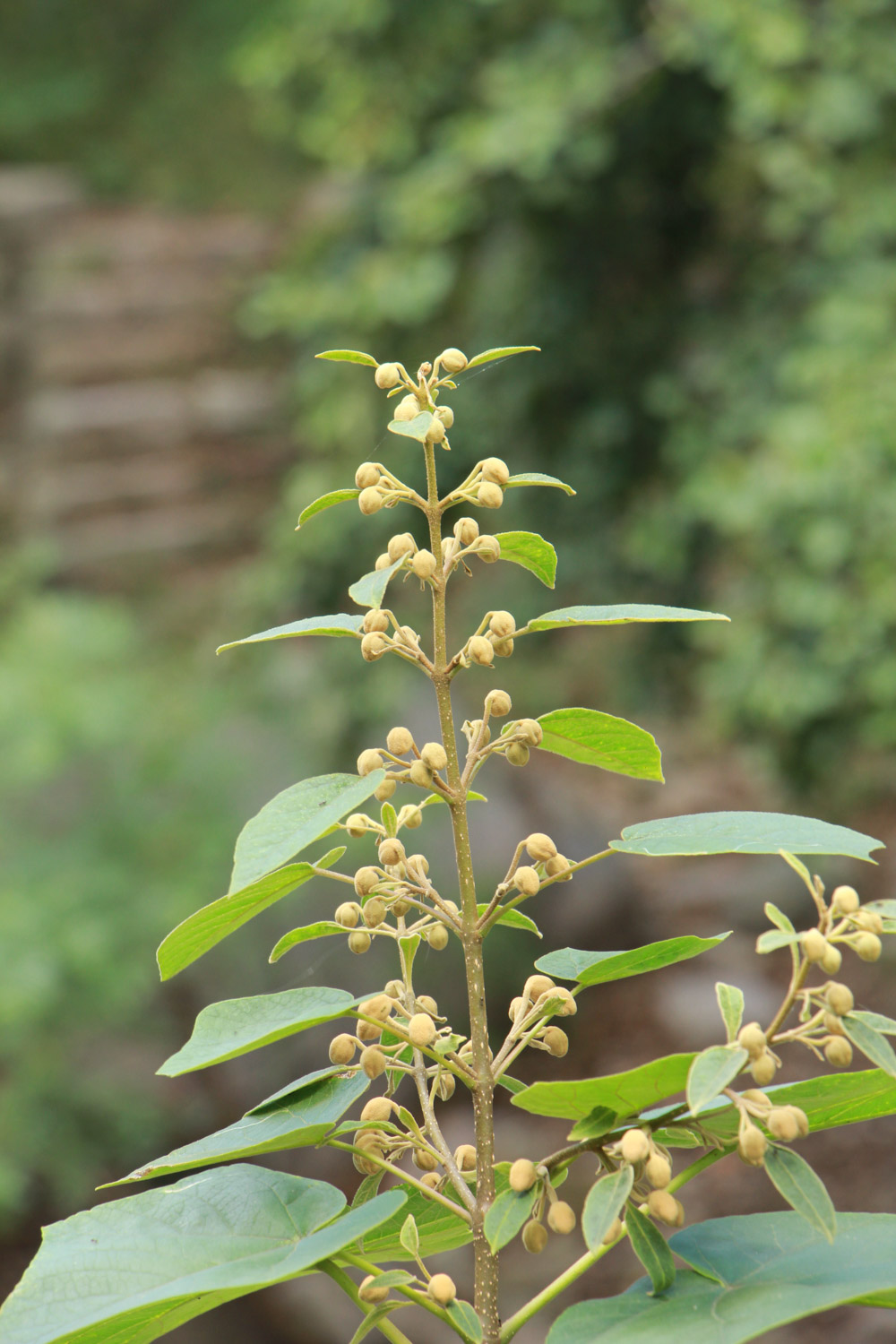 Paulownia