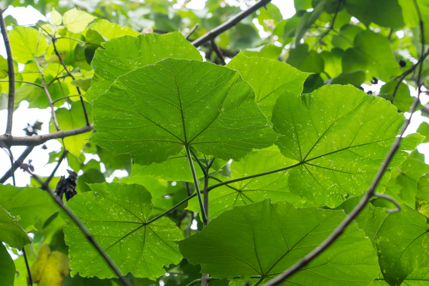 Paulownia