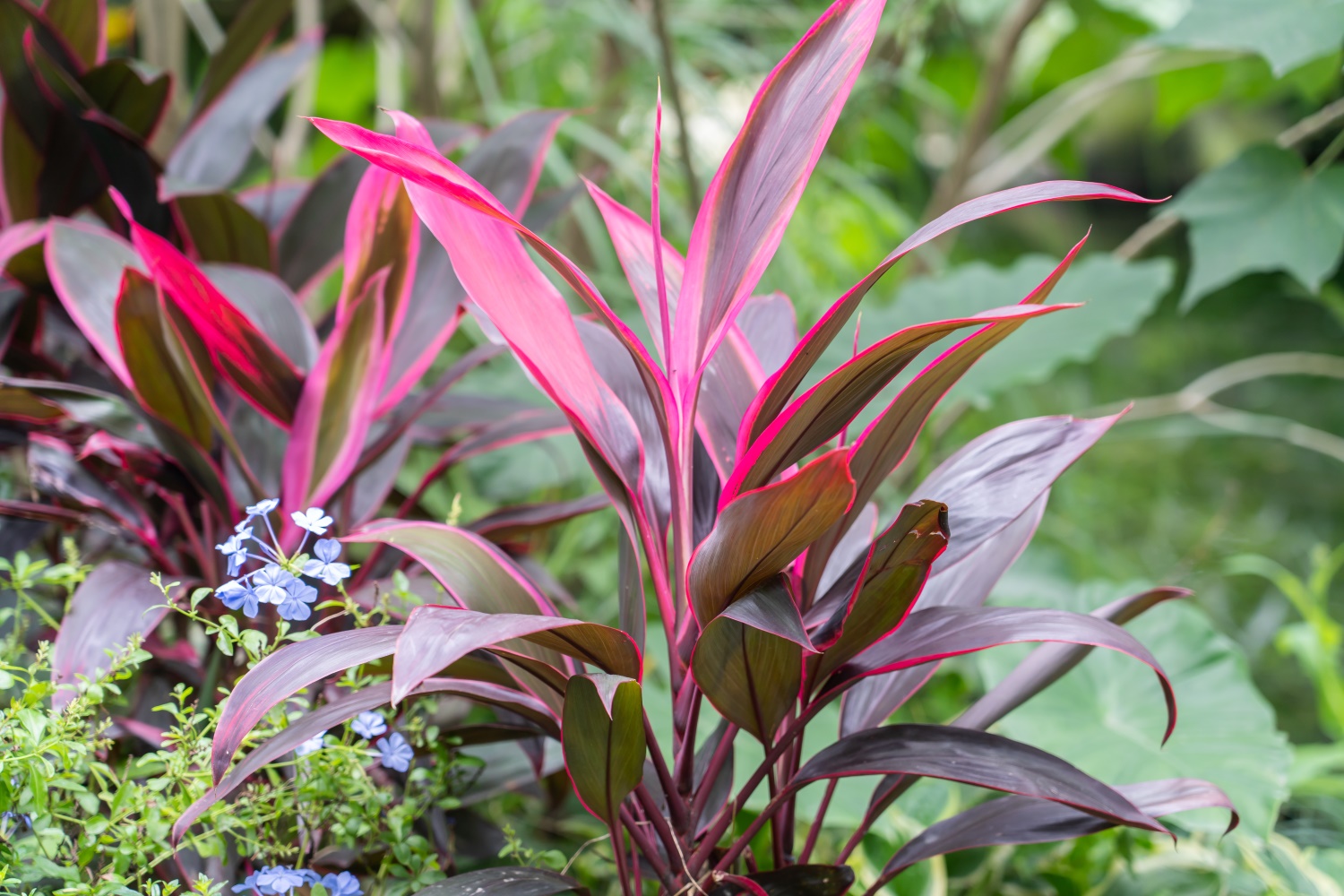 Cordyline terminalis