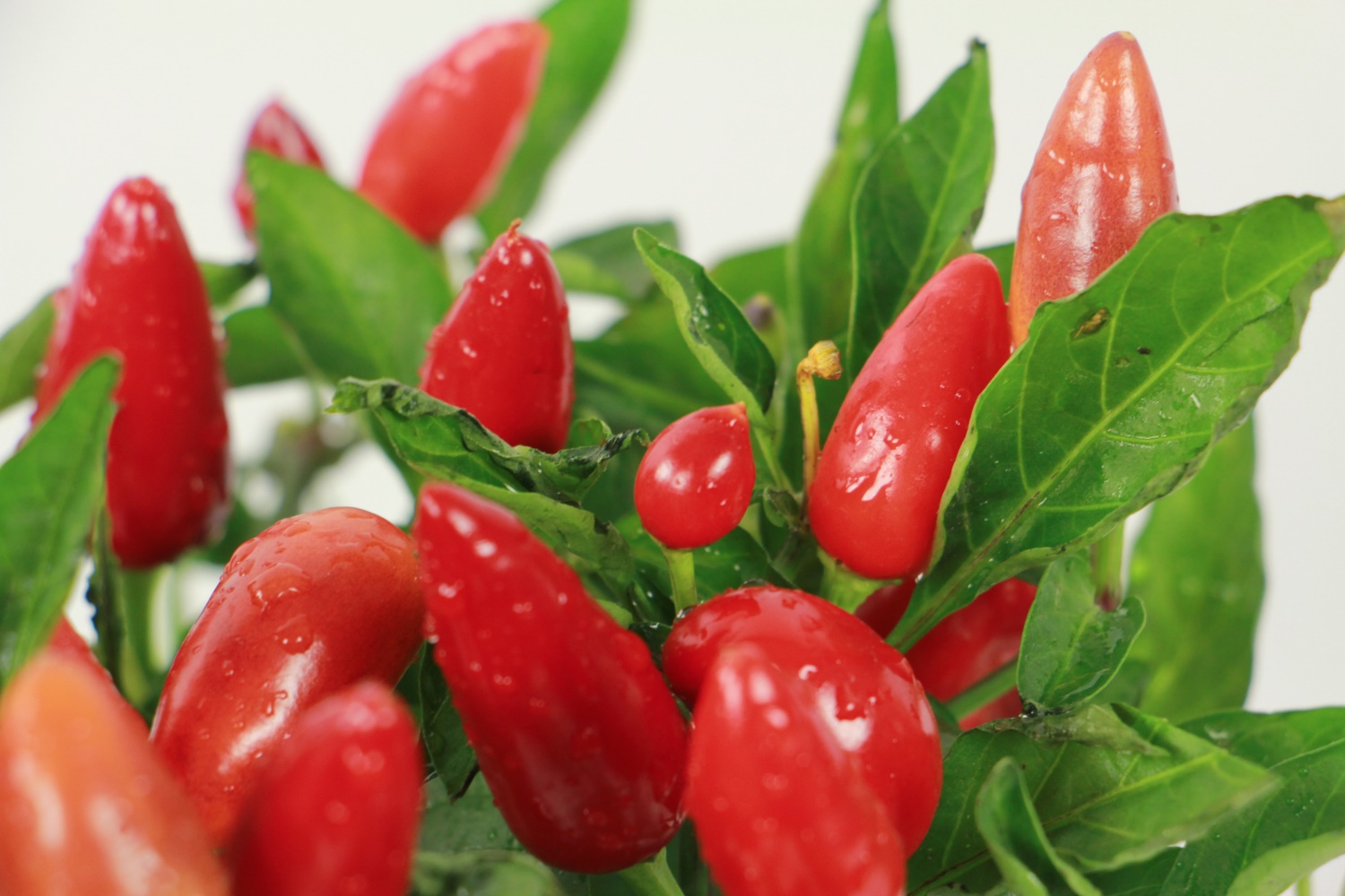 Ornamental Pepper