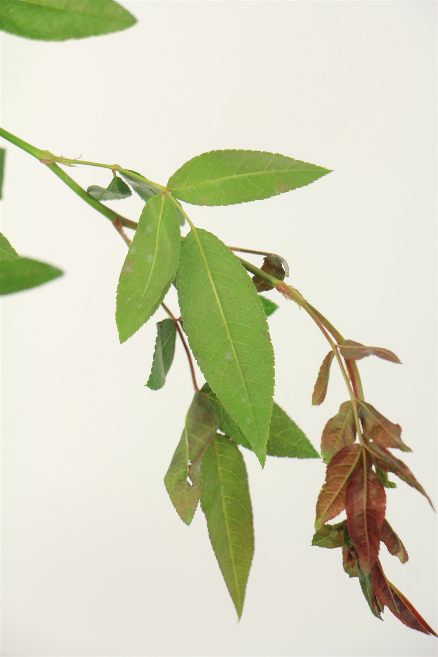 Mahogany incense