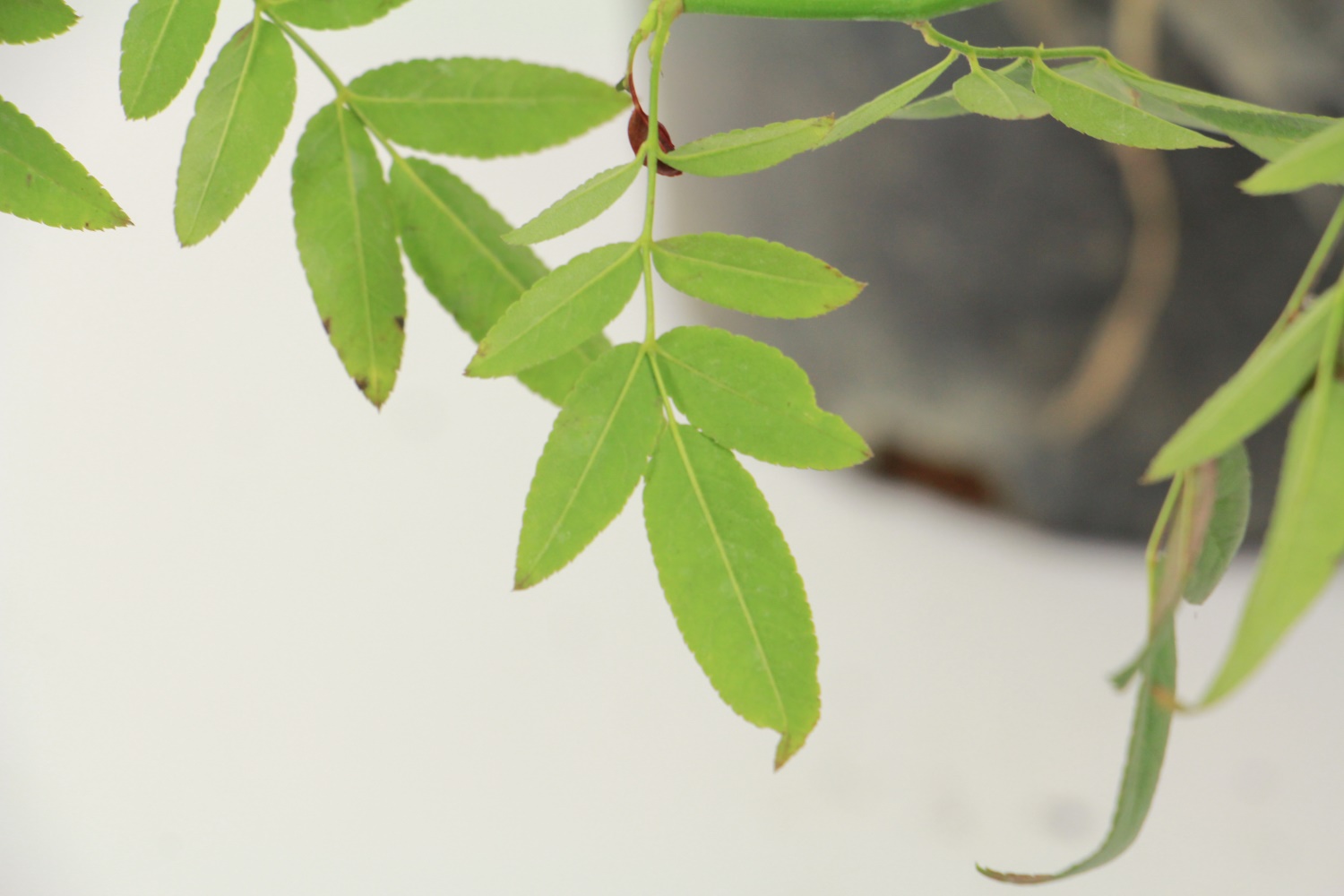 Mahogany incense