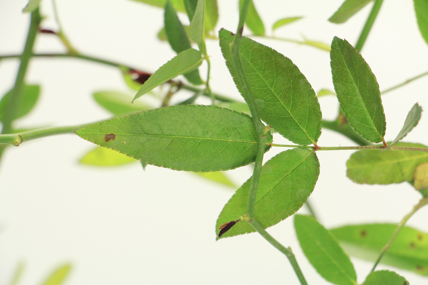 Mahogany incense