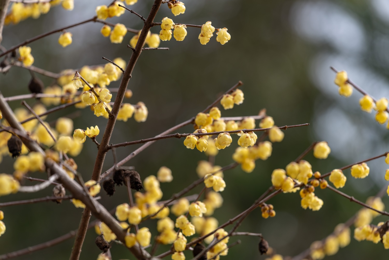 wintersweet