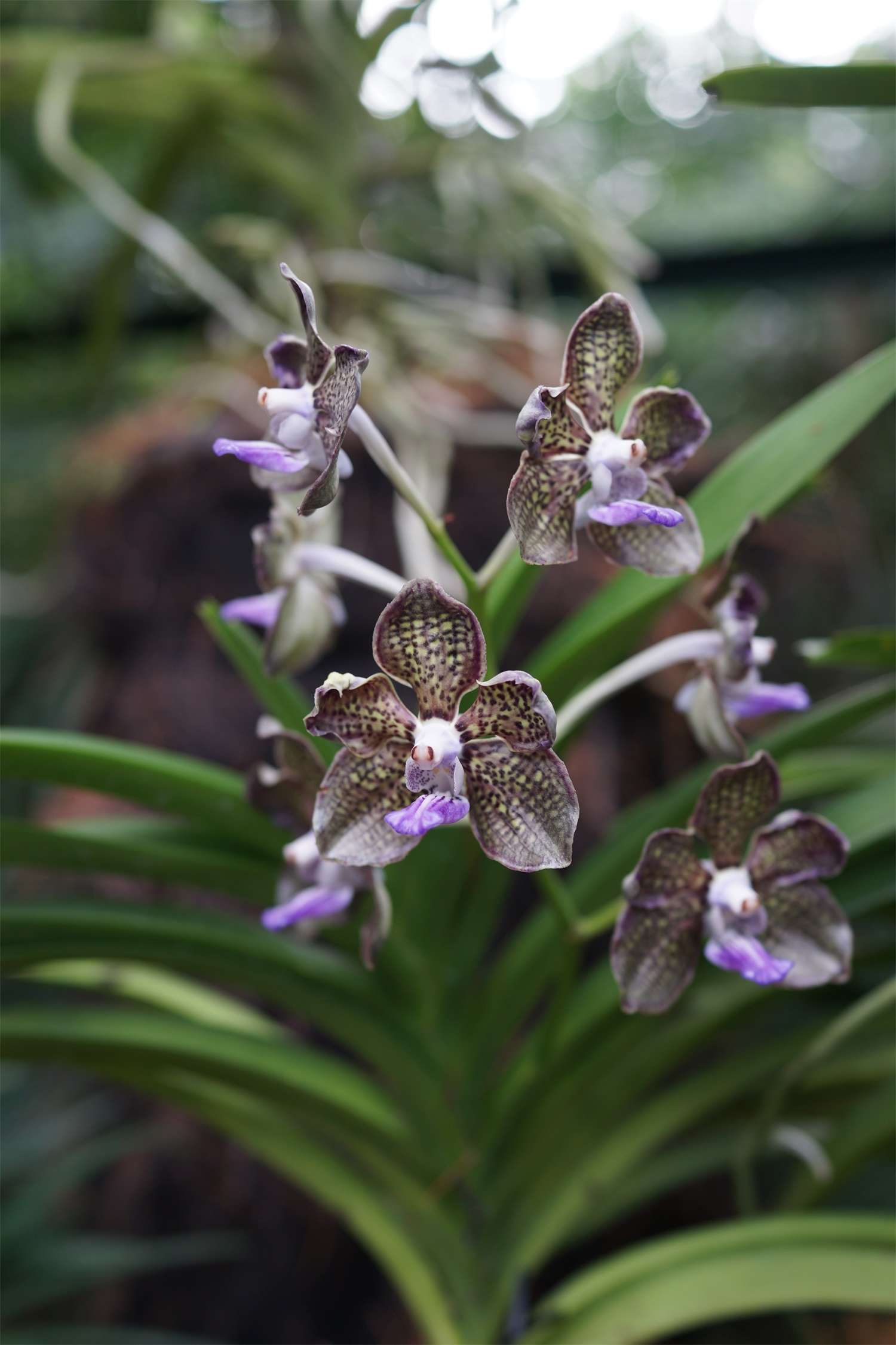 Vanda 