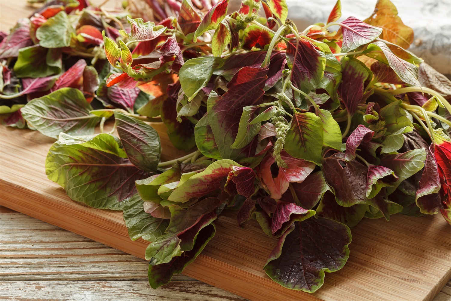 three-colored amaranth