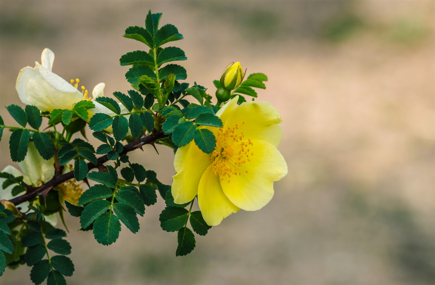 yellow rose