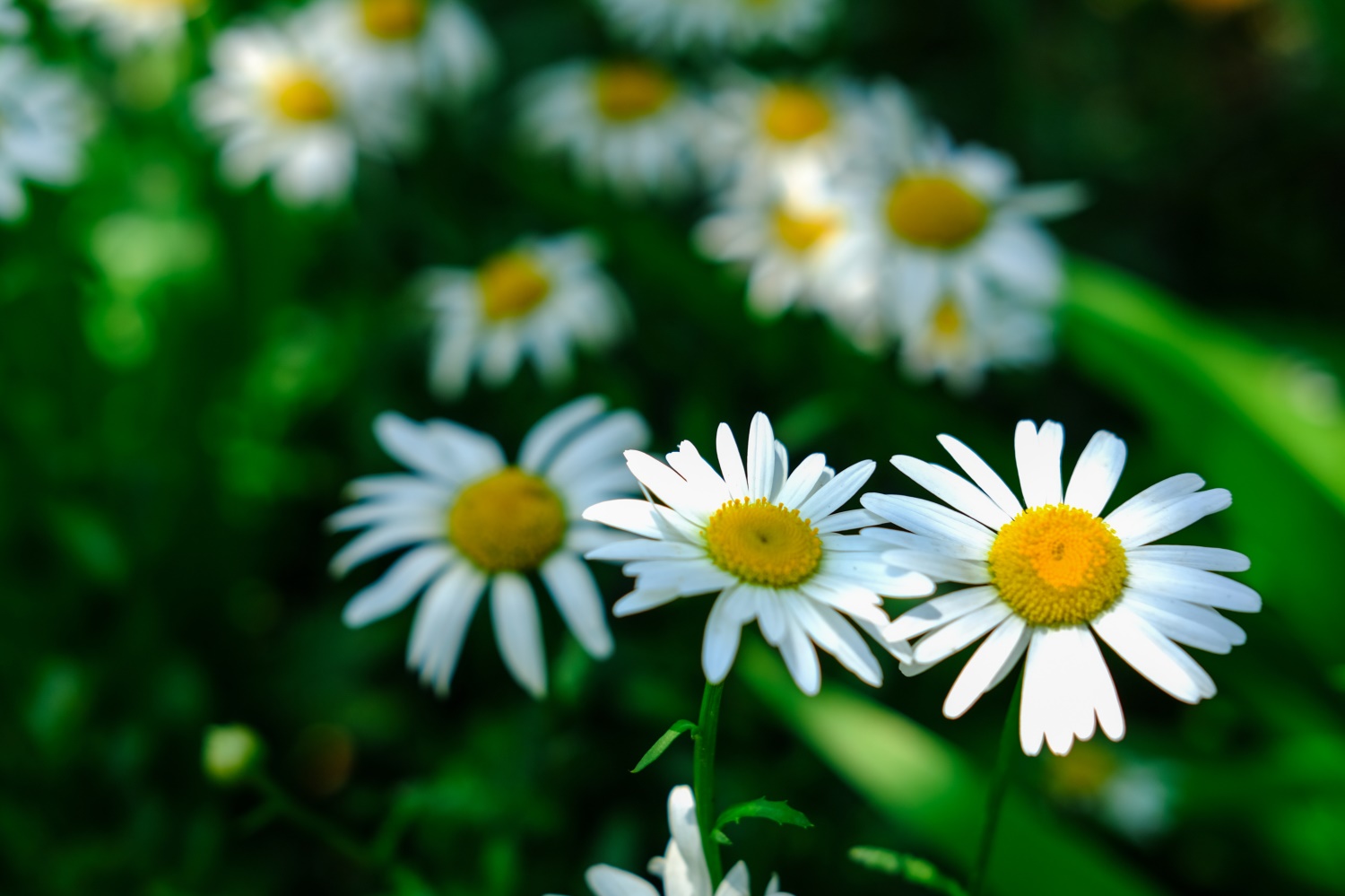 Shasta Daisy