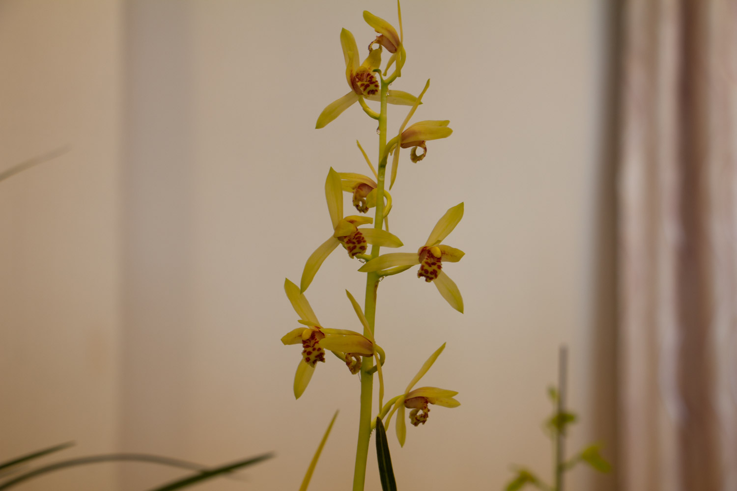 boat orchids