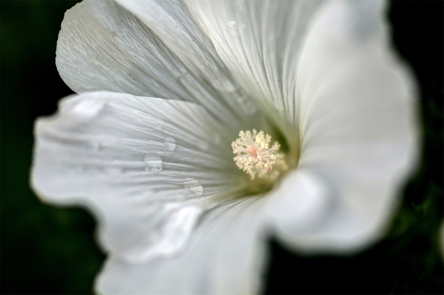 Hollyhock