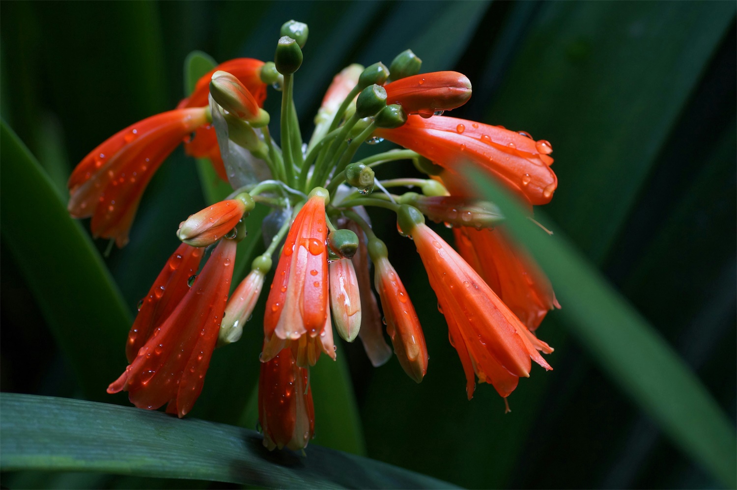 green-tip forest lily