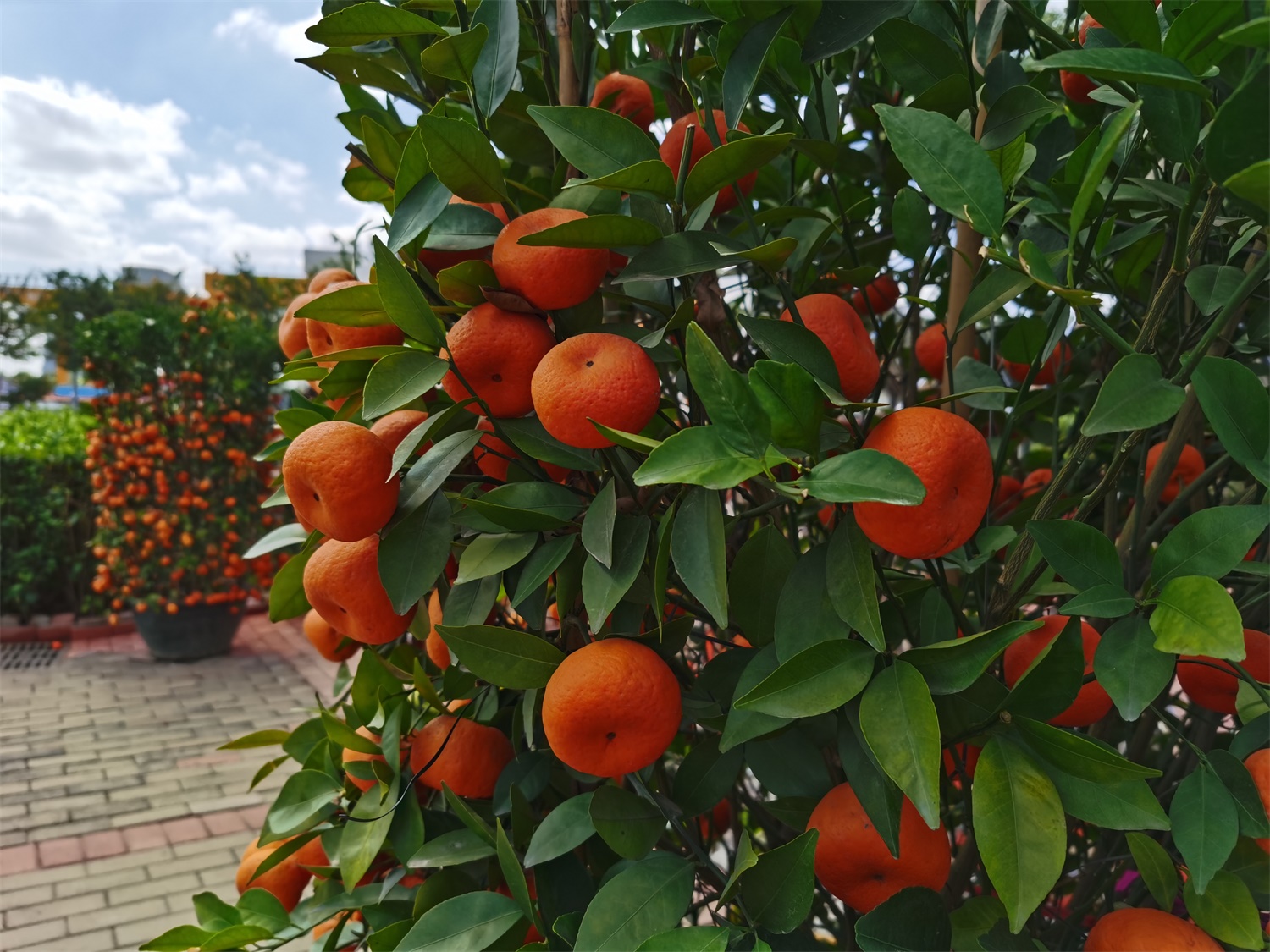 a mandarin orange