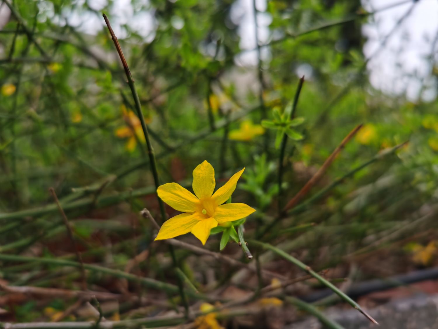 winter jasmine