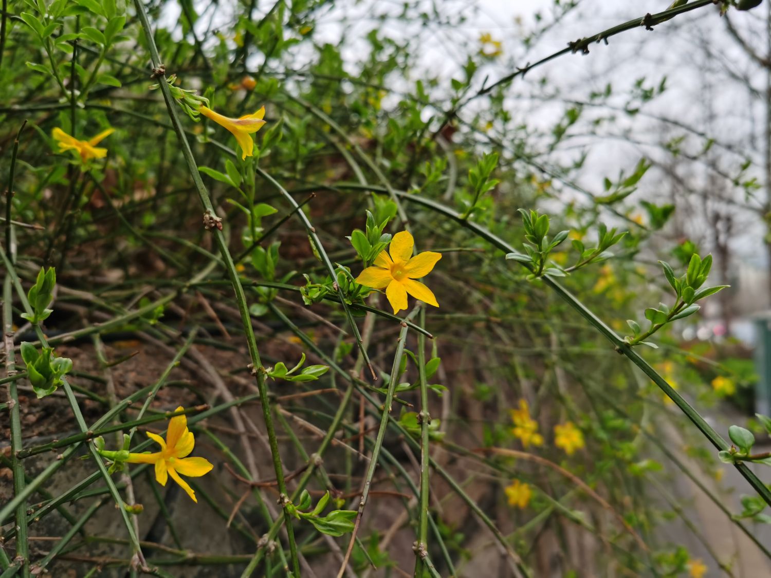 winter jasmine