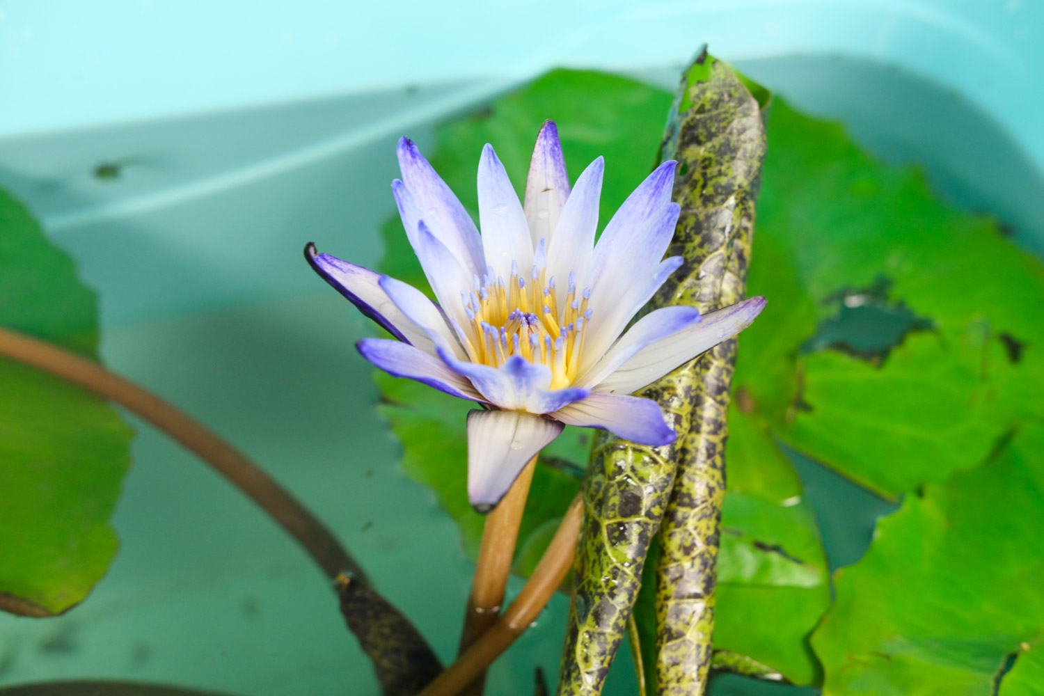 Water lilies