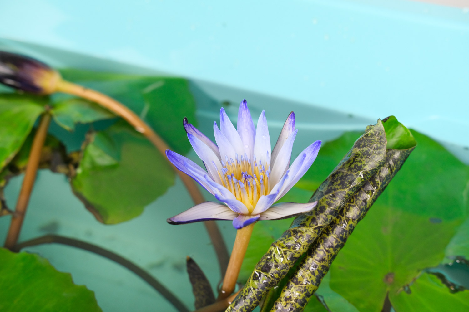 Water lilies