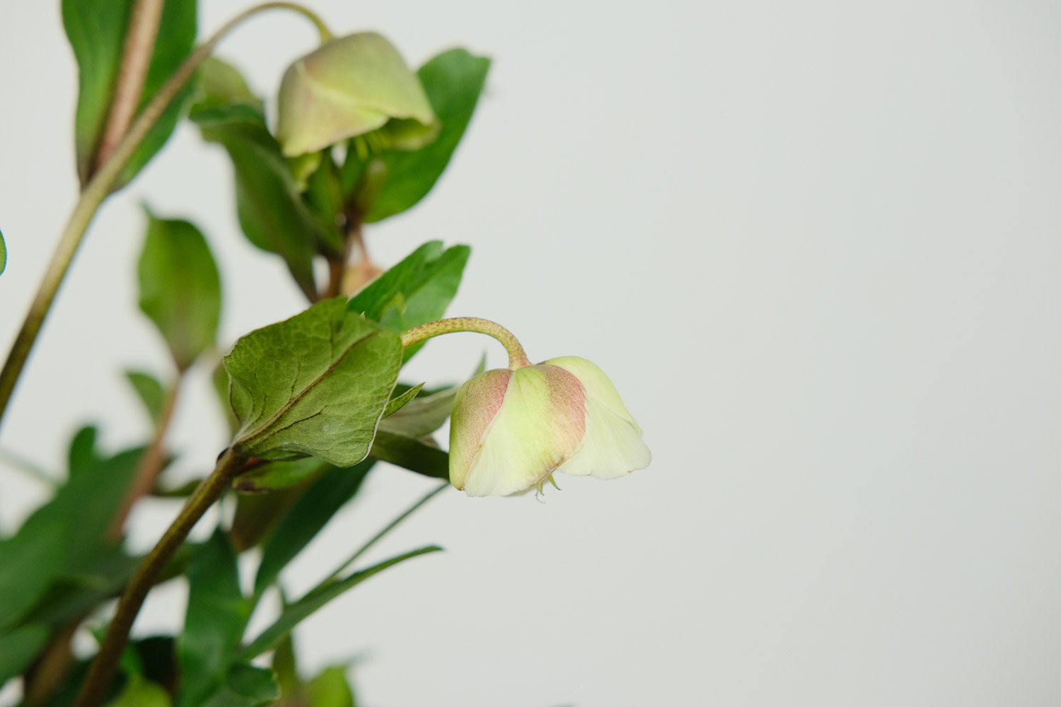 Hellebore