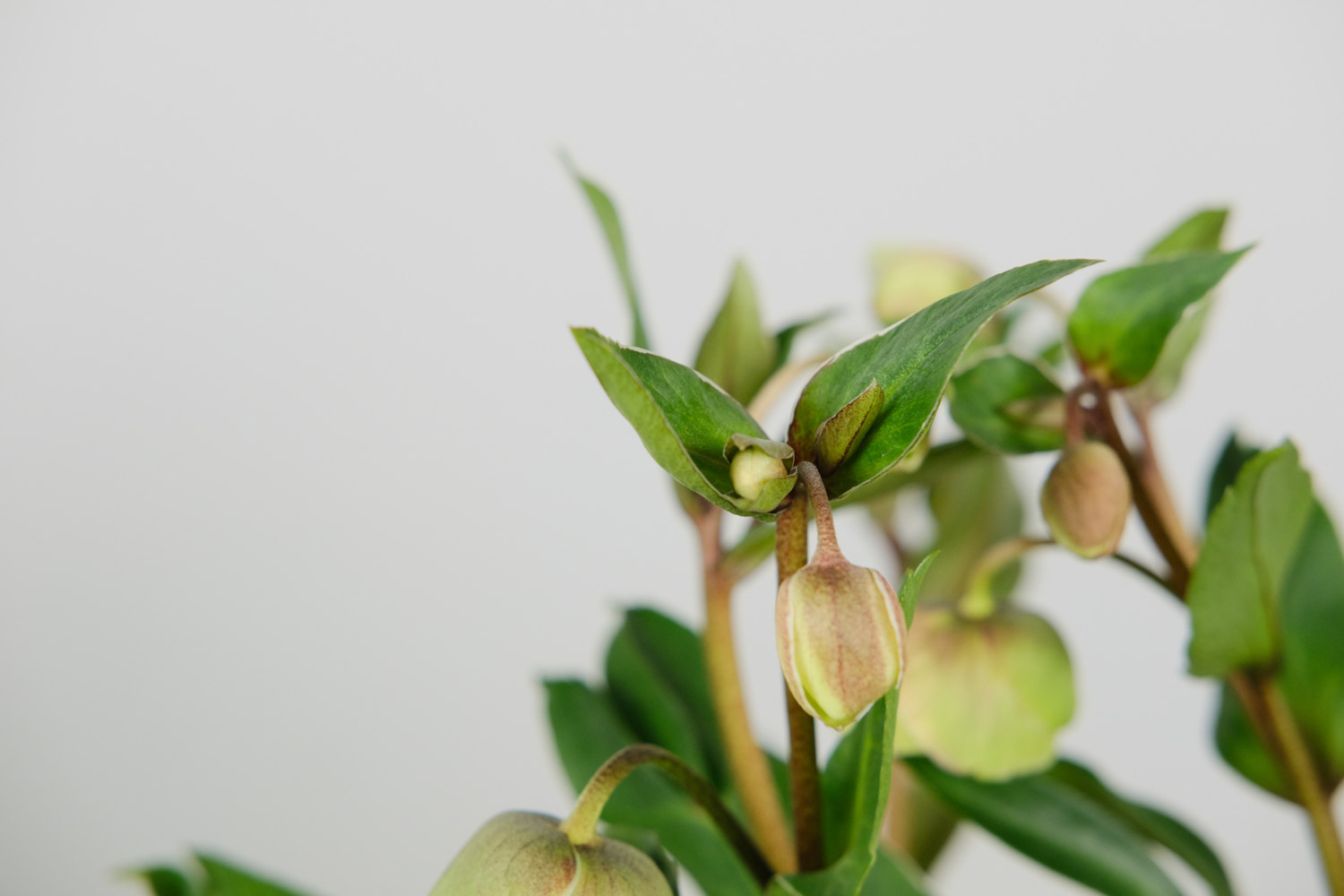 Hellebore