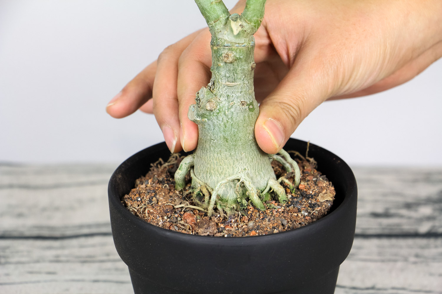 Adenium obesum