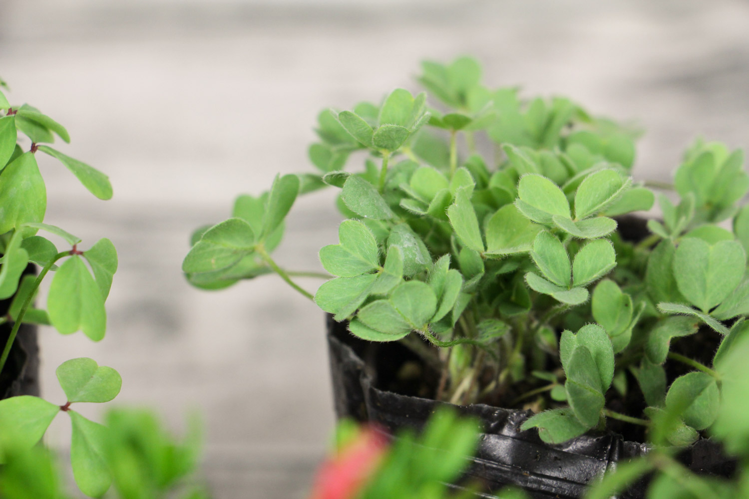 creeping oxalis