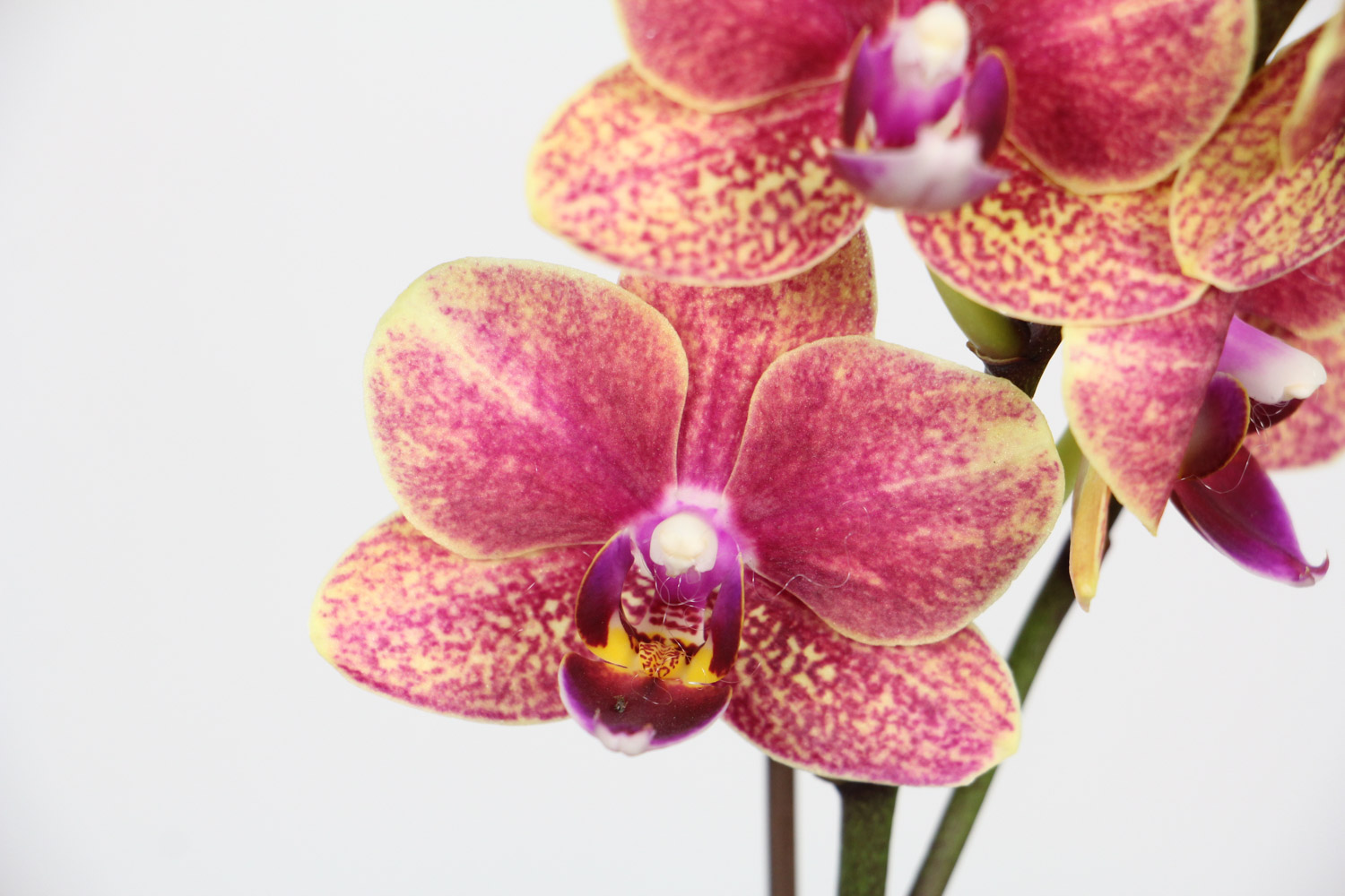 moth orchid