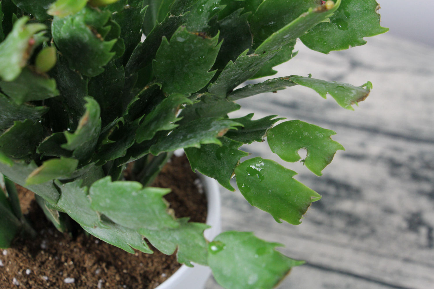 crab cactus