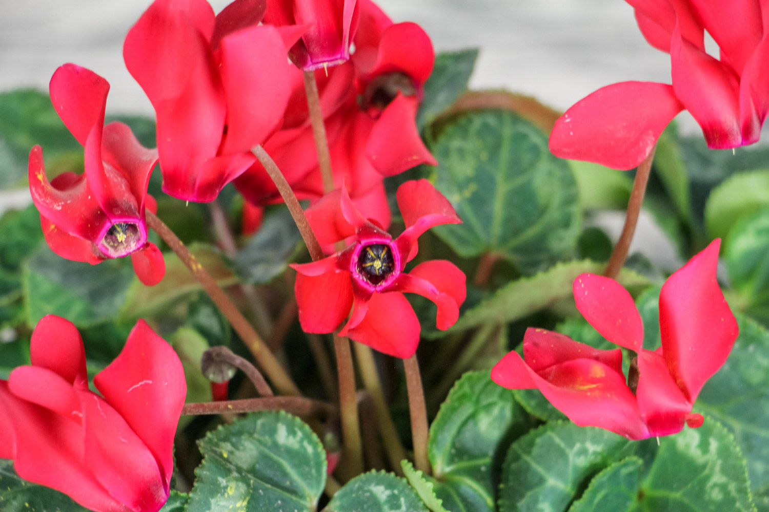 Cyclamen