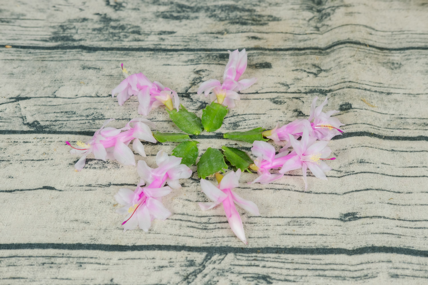 crab cactus