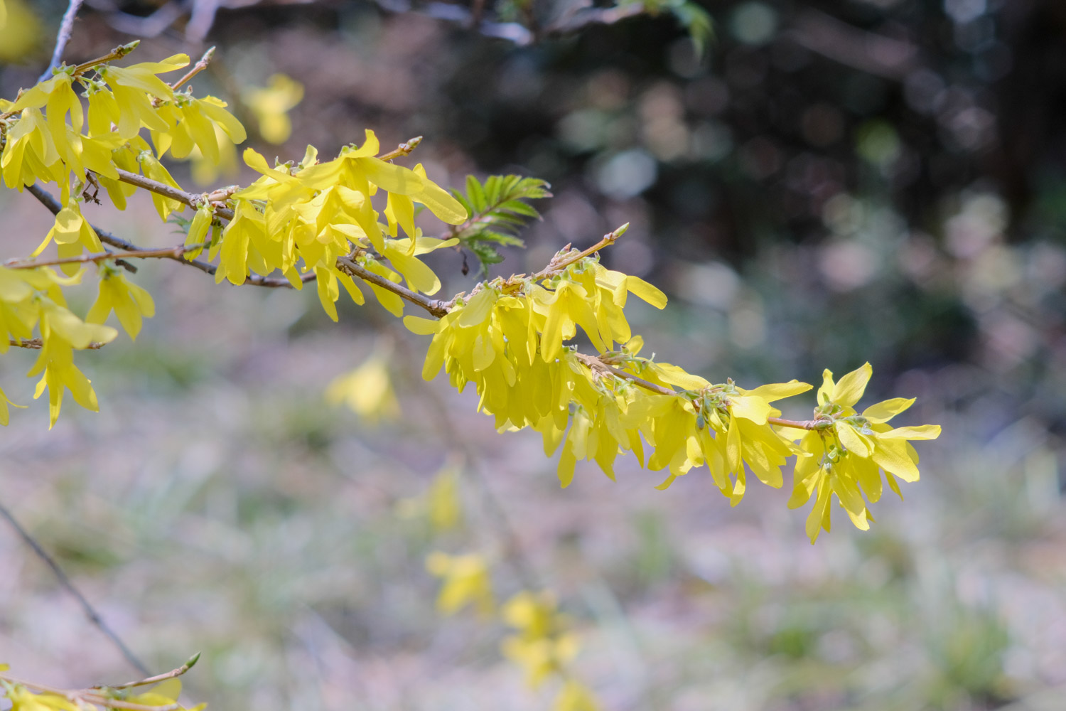 Forsythia suspensa