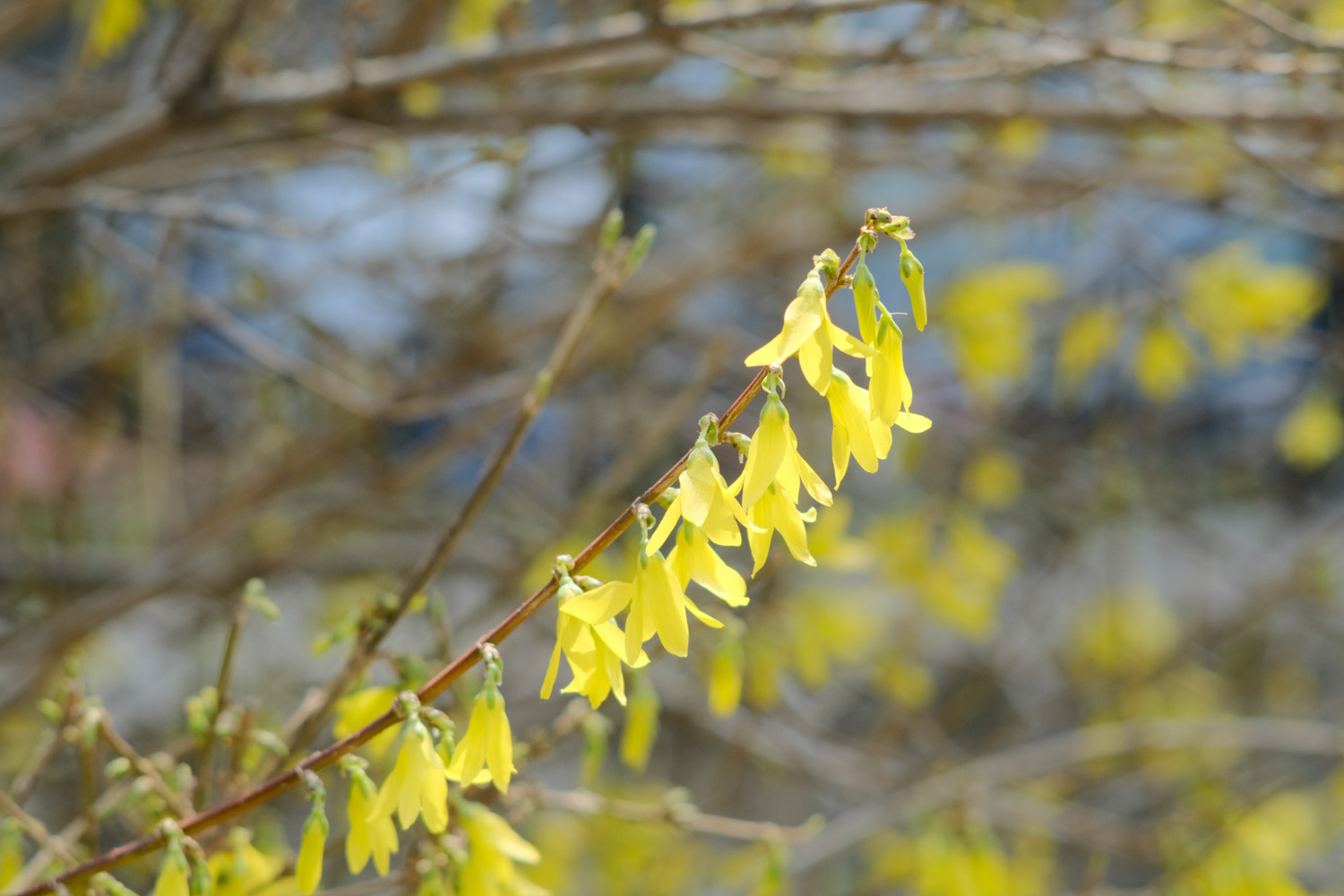 Forsythia suspensa