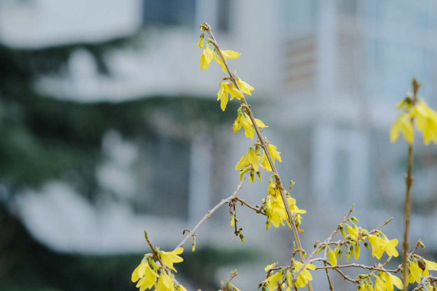 Forsythia suspensa