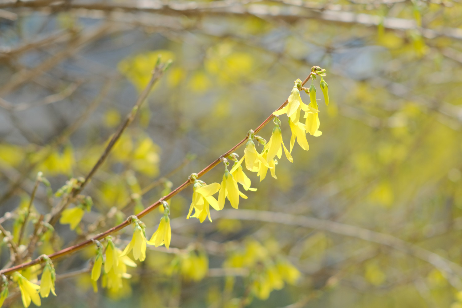 Forsythia suspensa