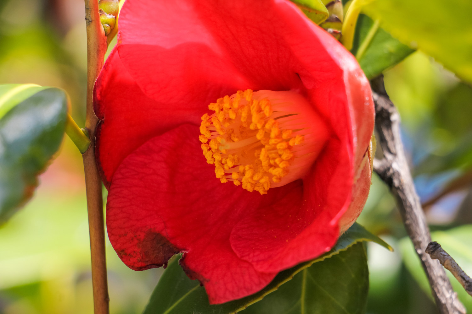 camellia