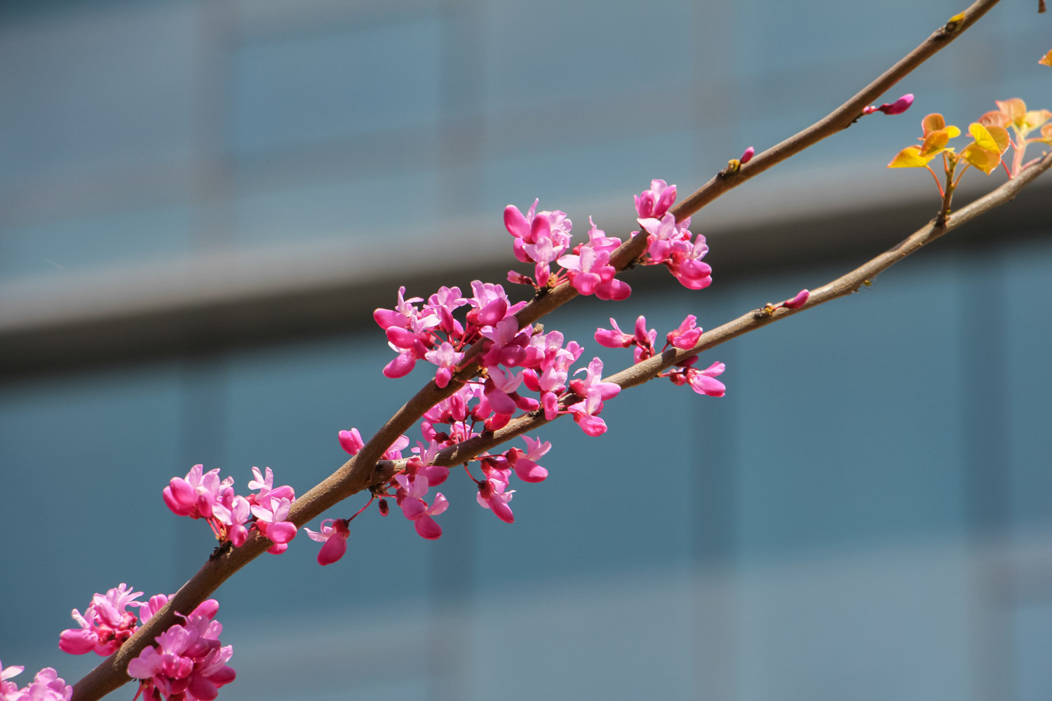 Bauhinia