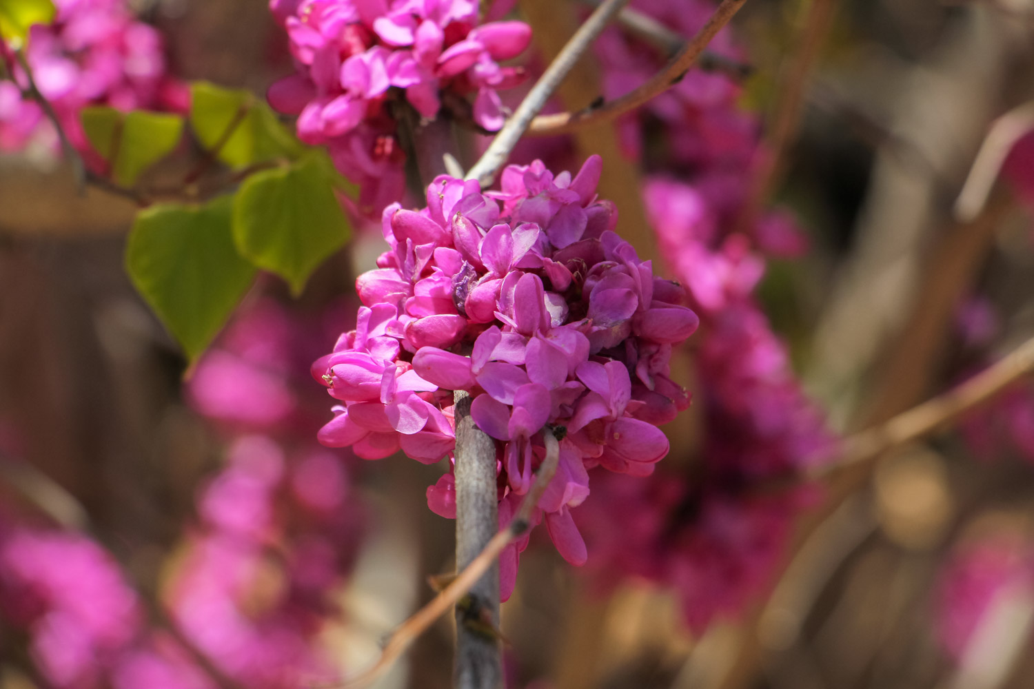 Bauhinia