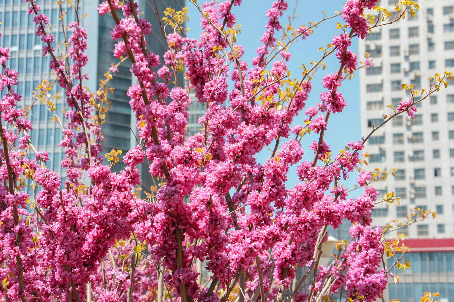 Bauhinia