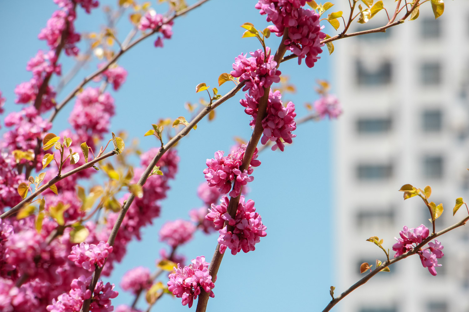 Bauhinia