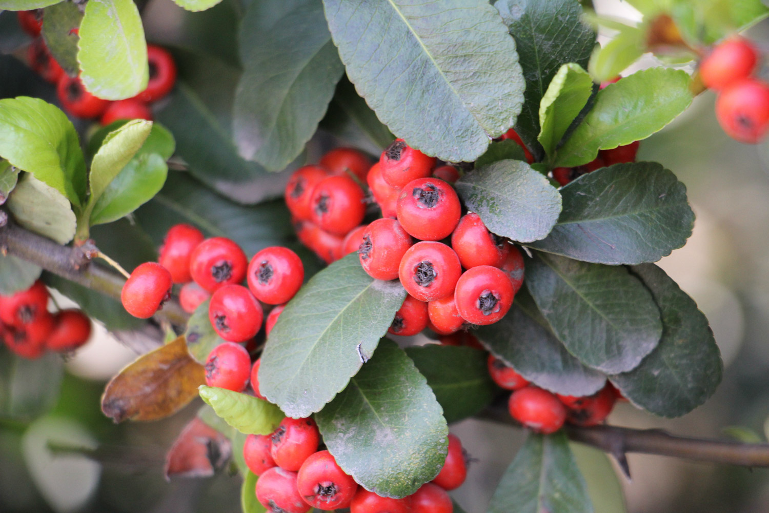 pyracantha