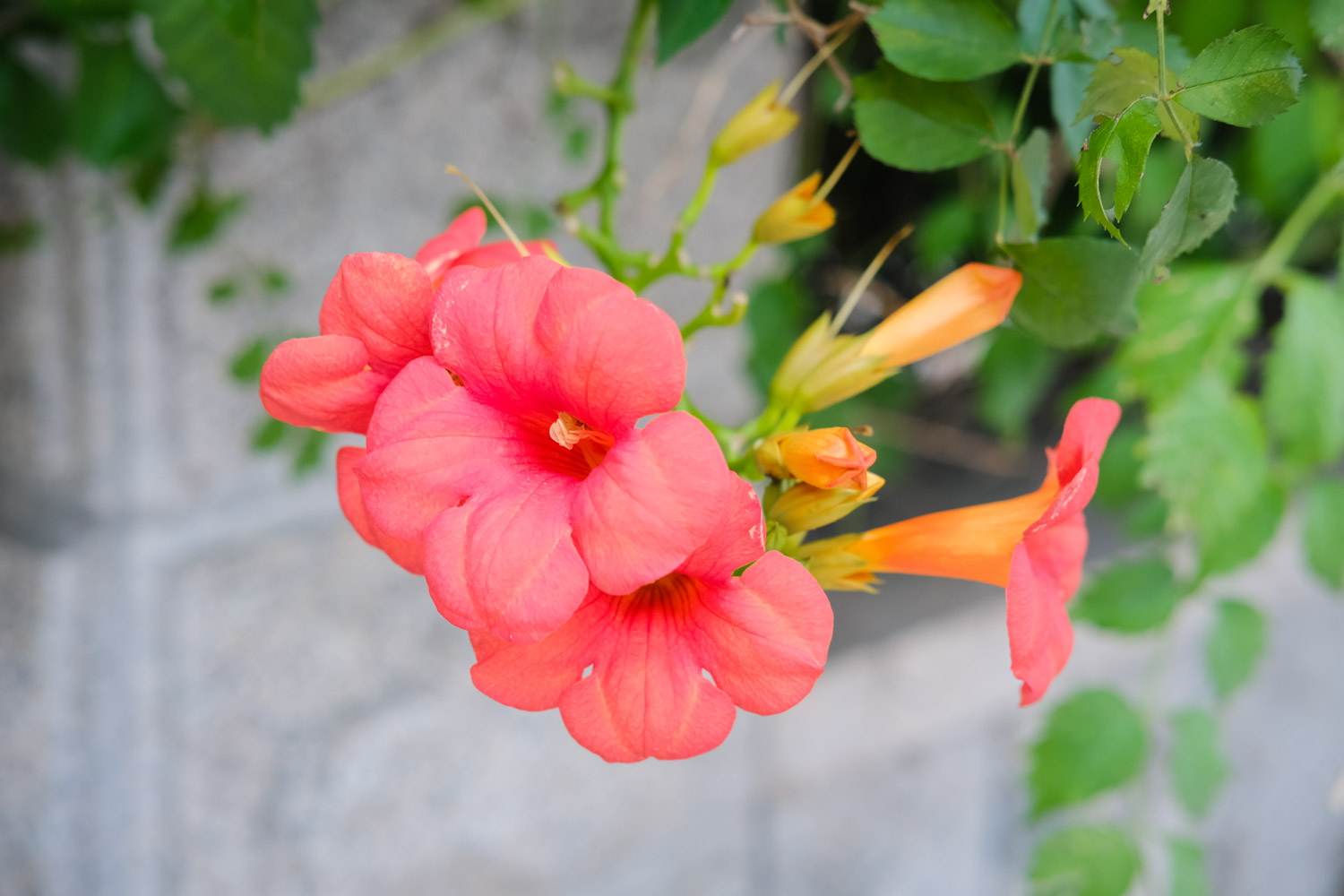 Chinese trumpet creeper