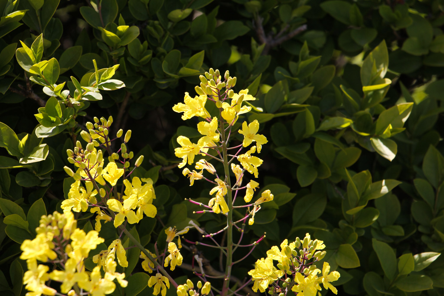 Forsythia suspensa