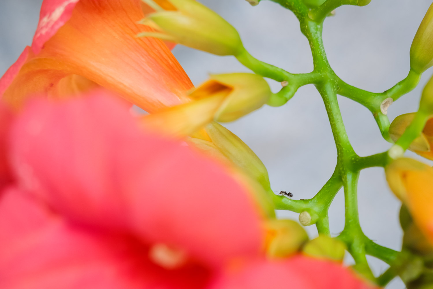 Chinese trumpet creeper