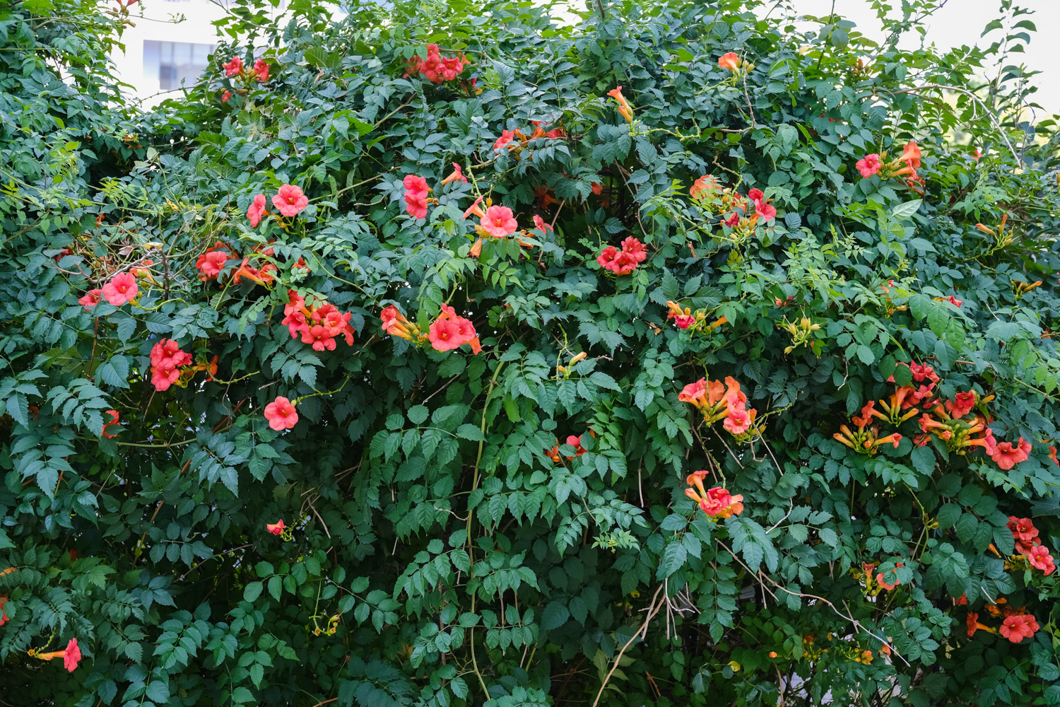 Chinese trumpet creeper