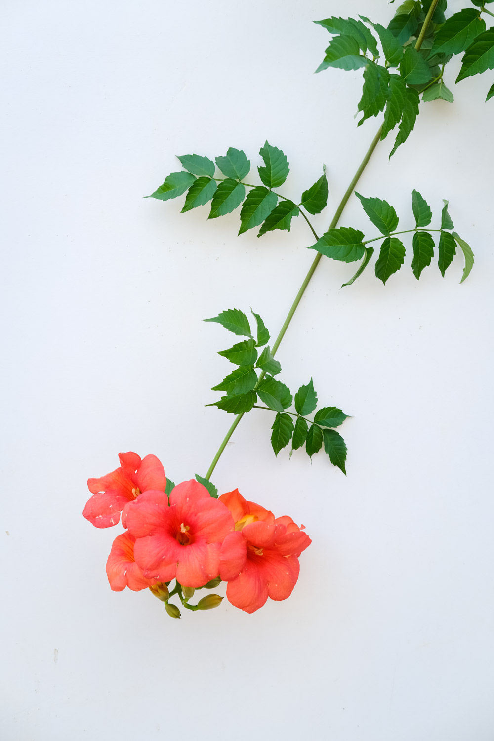 Chinese trumpet creeper