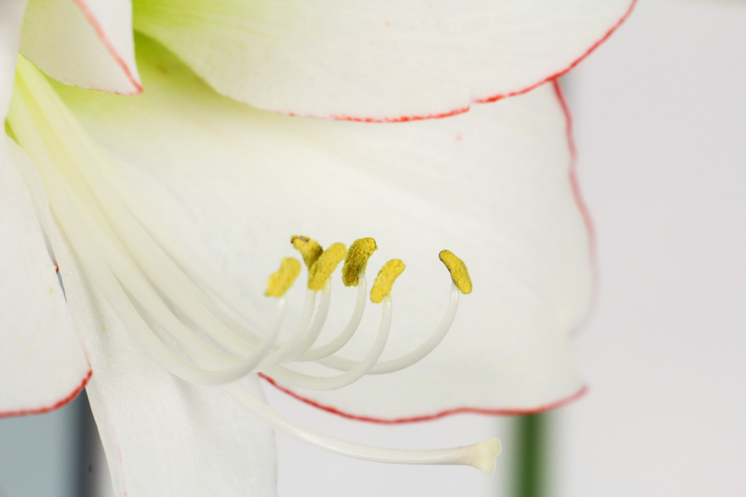 amaryllis