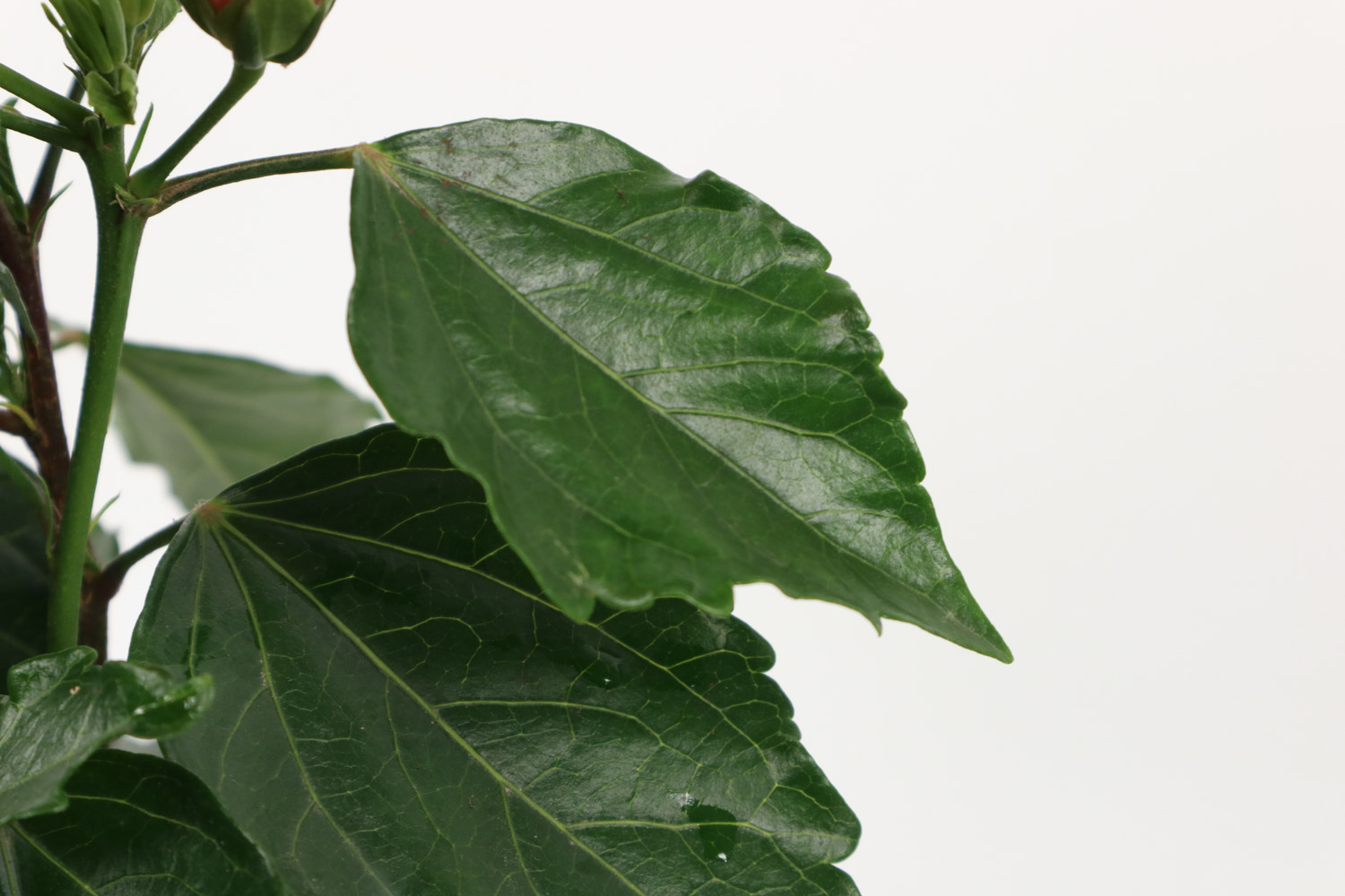 Hibiscus rosa sinensis