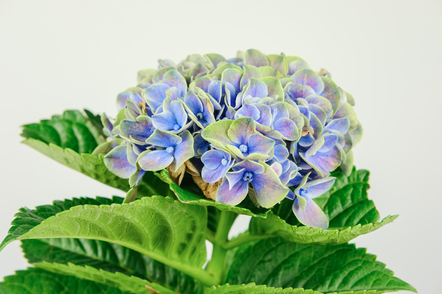 Hydrangea