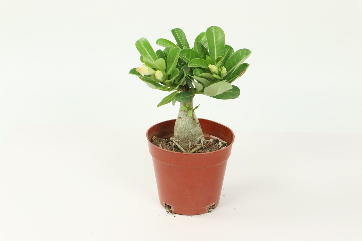 Adenium obesum