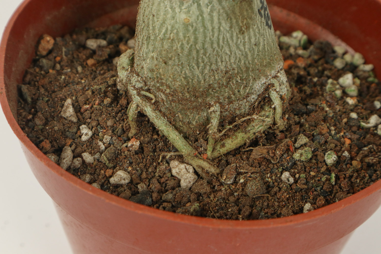 Adenium obesum