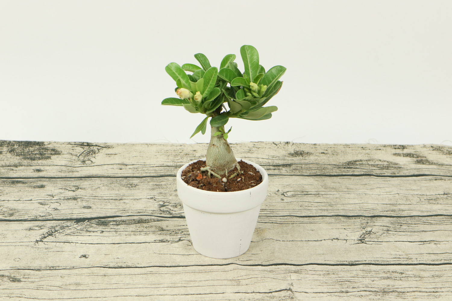 Adenium obesum